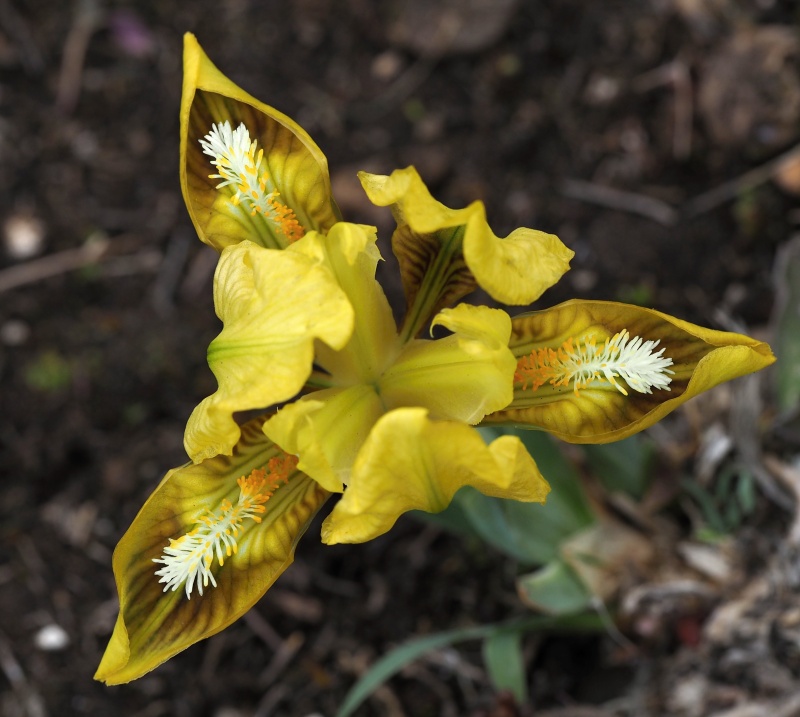 Kosatec nízký (Iris pumila)