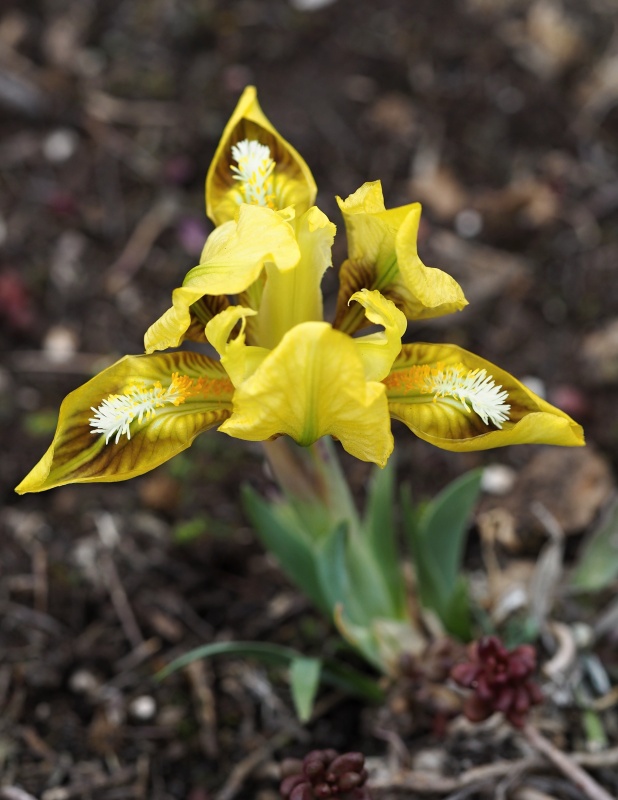 Kosatec nízký (Iris pumila)