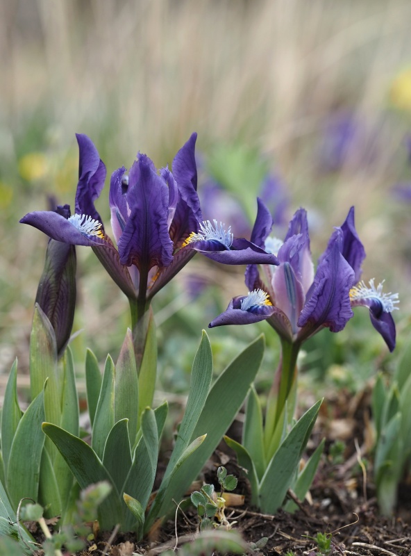 Kosatec nízký (Iris pumila)