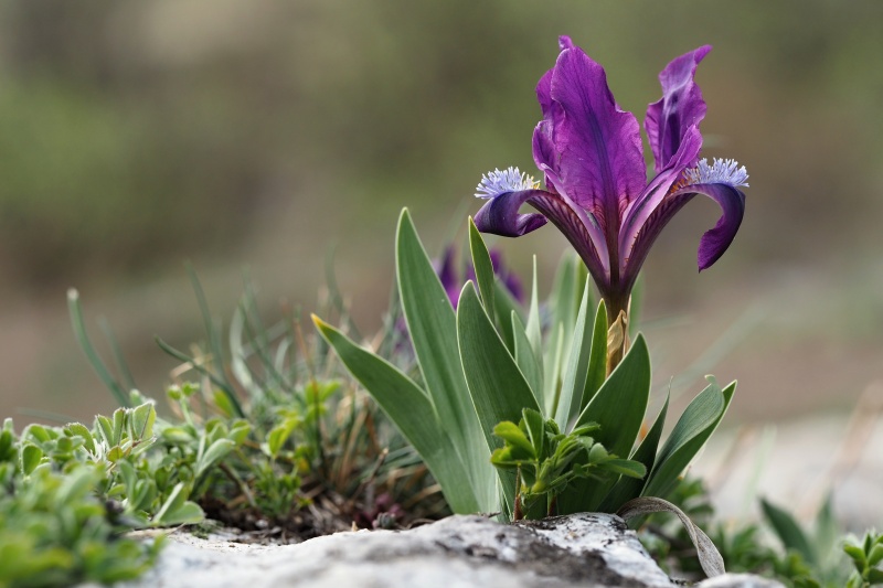 Kosatec nízký (Iris pumila)