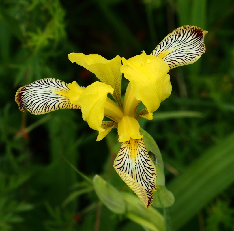 Kosatec různobarvý (Iris variegata)
