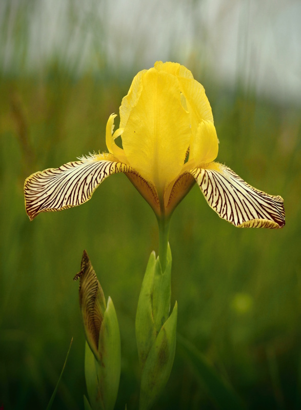 Kosatec různobarvý (Iris variegata)