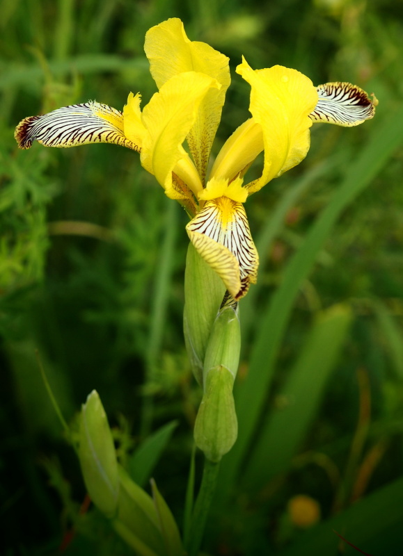 Kosatec různobarvý (Iris variegata)