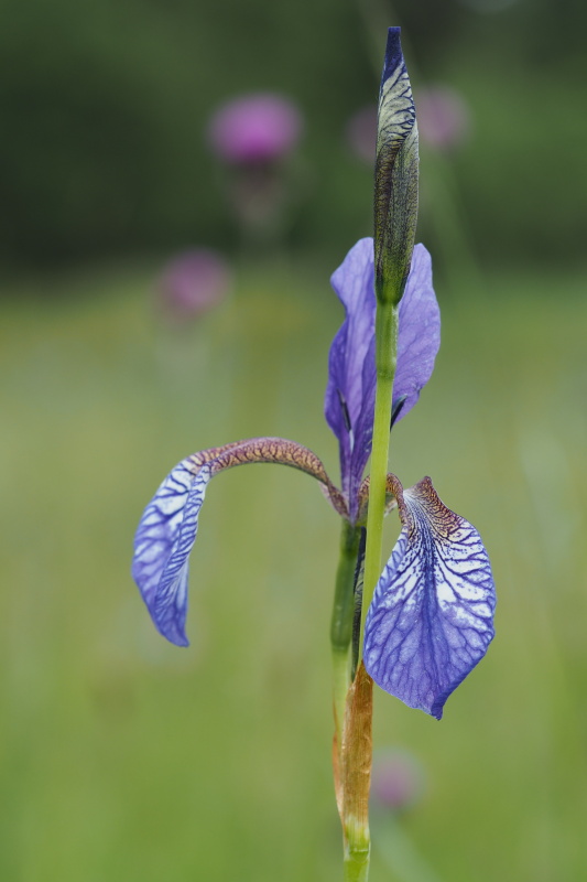 Kosatec sibiřský (Iris sibirica)