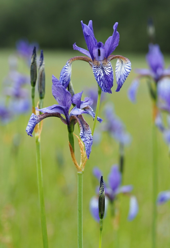 Kosatec sibiřský (Iris sibirica)
