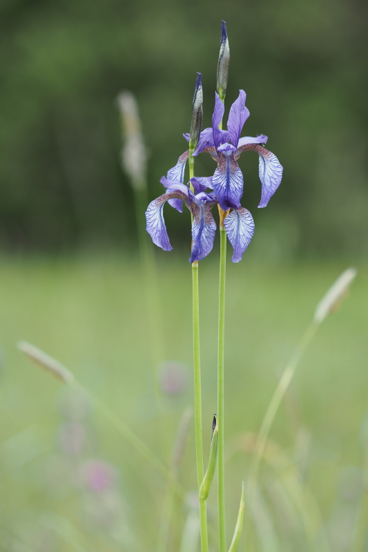 Kosatec sibiřský (Iris sibirica)