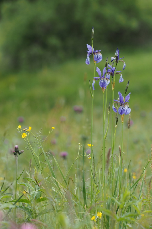 Kosatec sibiřský (Iris sibirica)