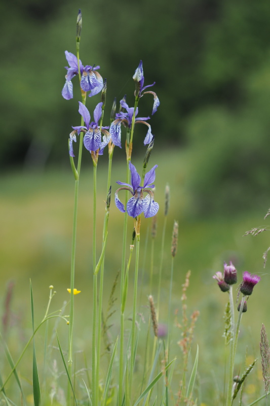 Kosatec sibiřský (Iris sibirica)
