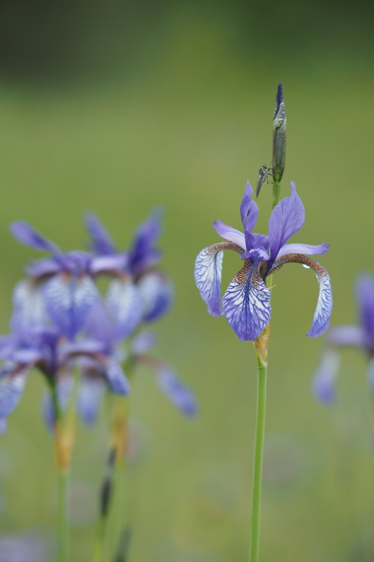 Kosatec sibiřský (Iris sibirica)