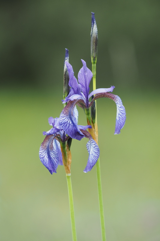 Kosatec sibiřský (Iris sibirica)