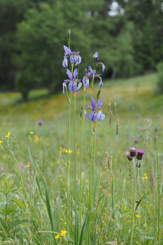 Kosatec sibiřský (Iris sibirica)