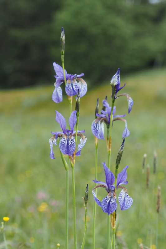 Kosatec sibiřský (Iris sibirica)