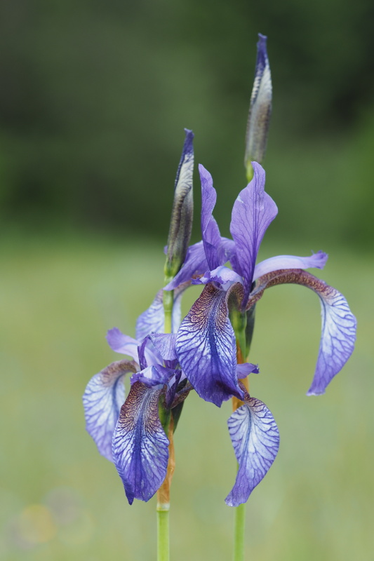 Kosatec sibiřský (Iris sibirica)