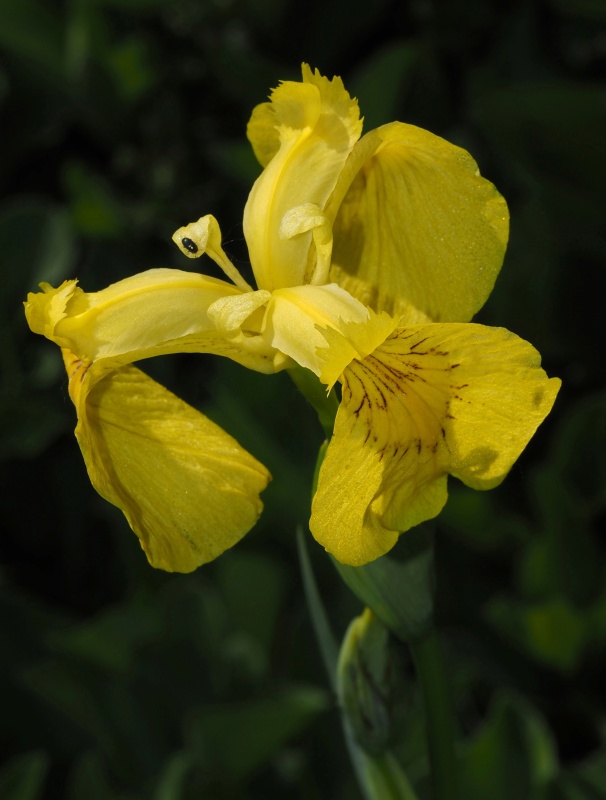 Kosatec žlutý (Iris pseudacorus)