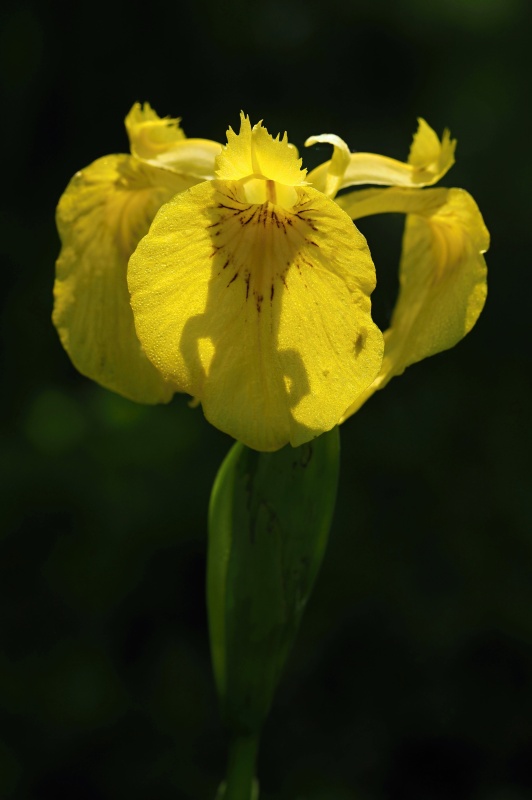 Kosatec žlutý (Iris pseudacorus)
