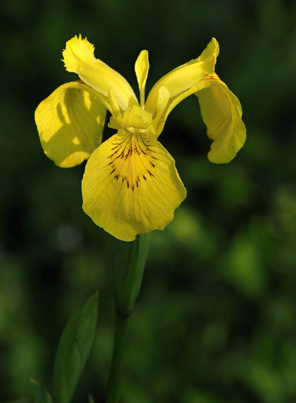 Kosatec žlutý (Iris pseudacorus)
