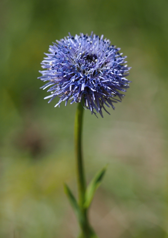 Koulenka prodloužená (Globularia bisnagarica)
