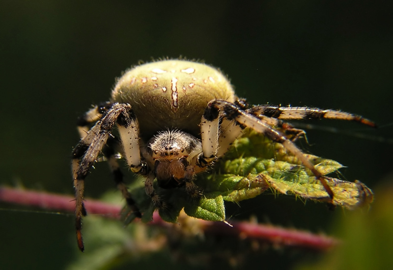 Křižák čtyřskvrnný (Araneus quadratus)