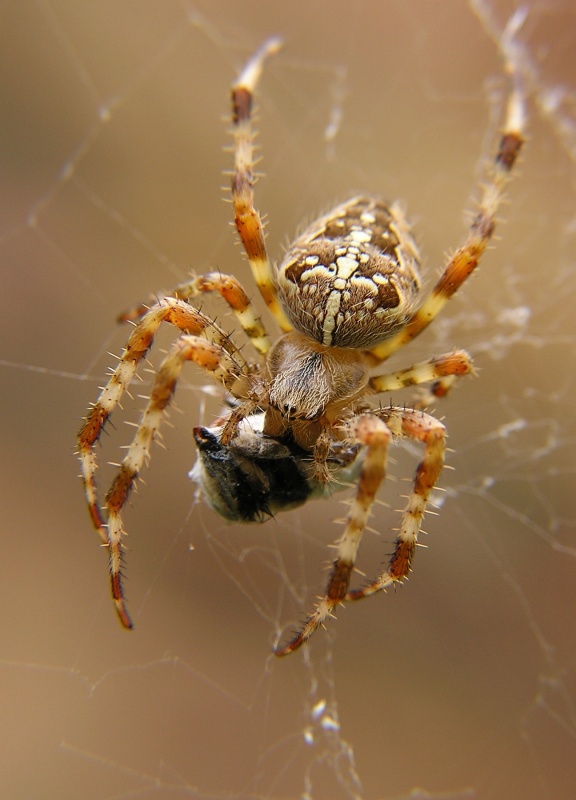 Křižák obecný (Araneus diadematus)