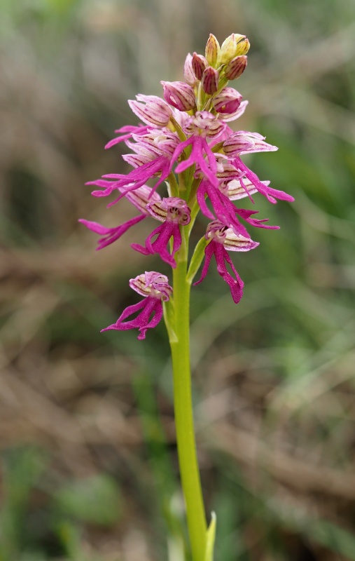 Kříženec - Aceras panenka (Aceras antropophorum) x Vstavač italský (Orchis italica)