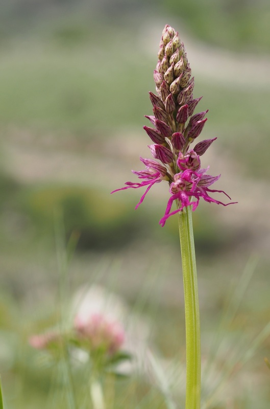 Kříženec - Aceras panenka (Aceras antropophorum) x Vstavač italský (Orchis italica)