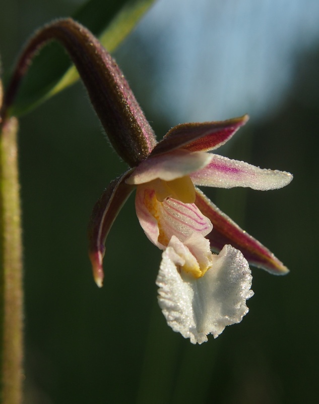 Kruštík bahenní (Epipactis palustris)