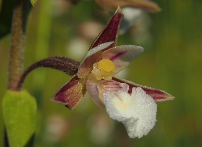Kruštík bahenní (Epipactis palustris)