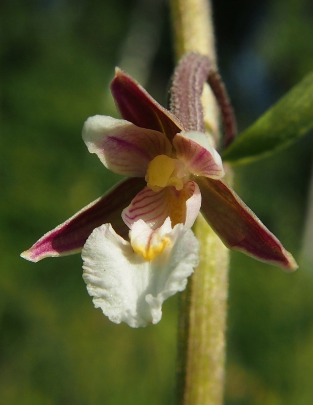 Kruštík bahenní (Epipactis palustris)