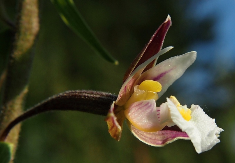 Kruštík bahenní (Epipactis palustris)