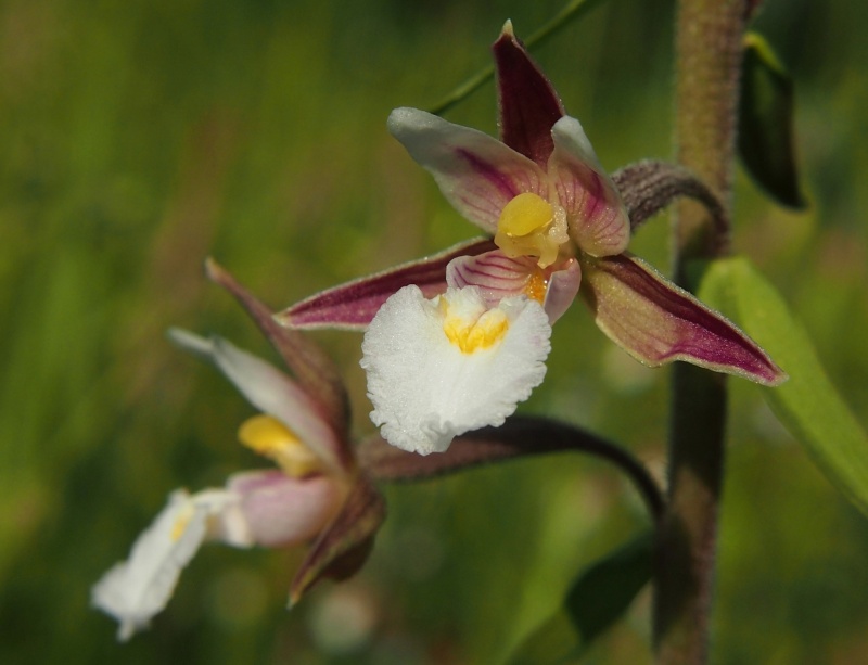 Kruštík bahenní (Epipactis palustris)