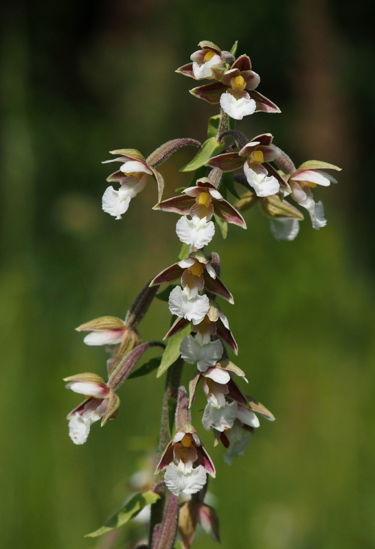 Kruštík bahenní (Epipactis palustris)