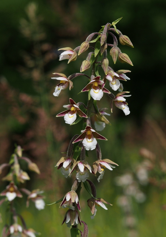 Kruštík bahenní (Epipactis palustris)