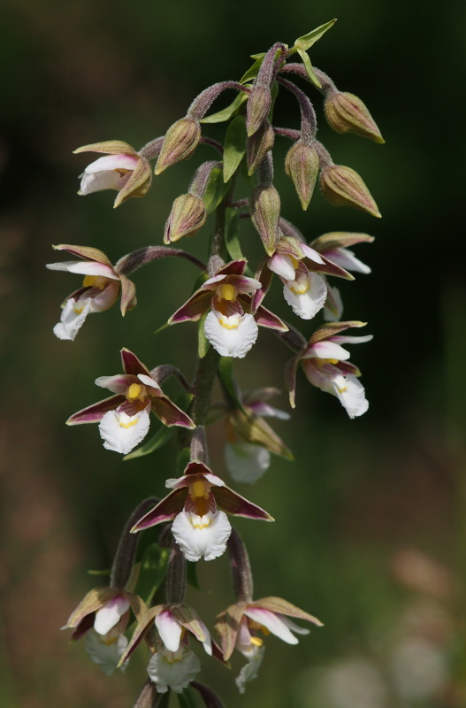 Kruštík bahenní (Epipactis palustris)