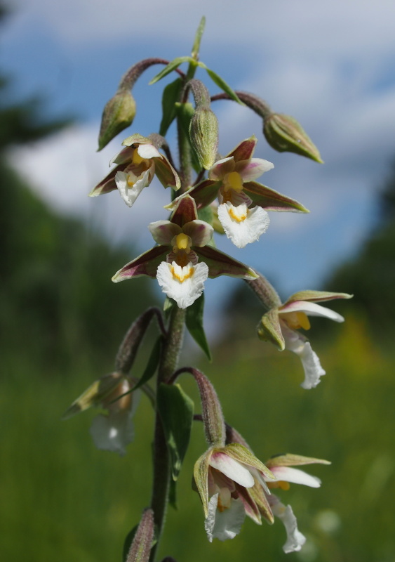 Kruštík bahenní (Epipactis palustris)