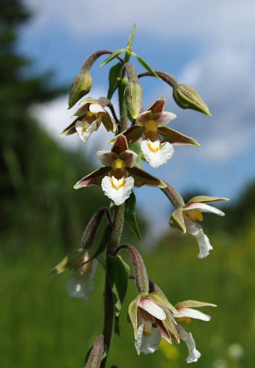 Kruštík bahenní (Epipactis palustris)