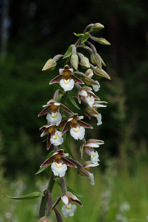 Kruštík bahenní (Epipactis palustris)