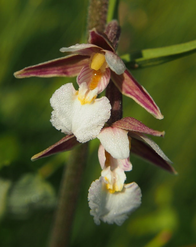 Kruštík bahenní (Epipactis palustris)