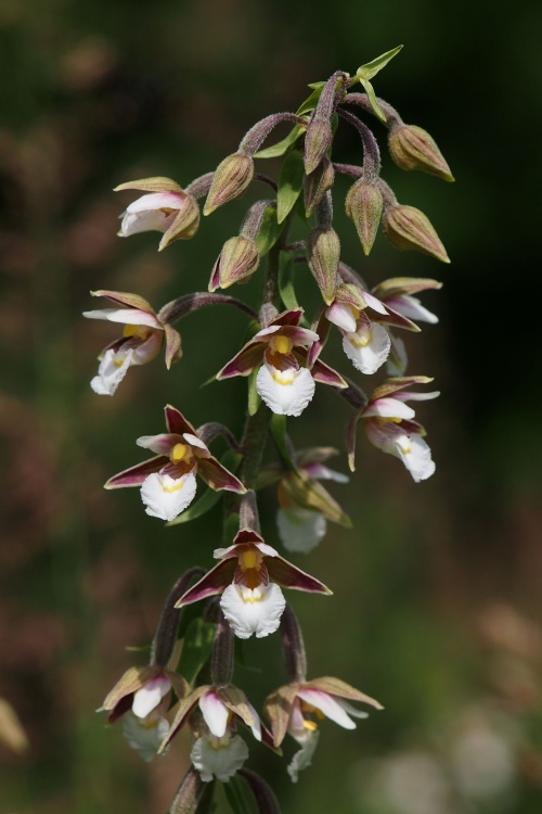 Kruštík bahenní (Epipactis palustris)