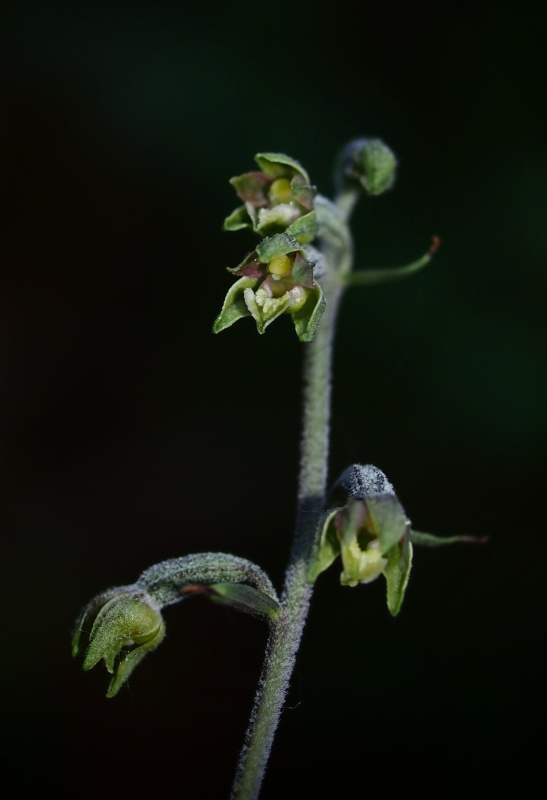Kruštík drobnolistý (Epipactis microphylla)