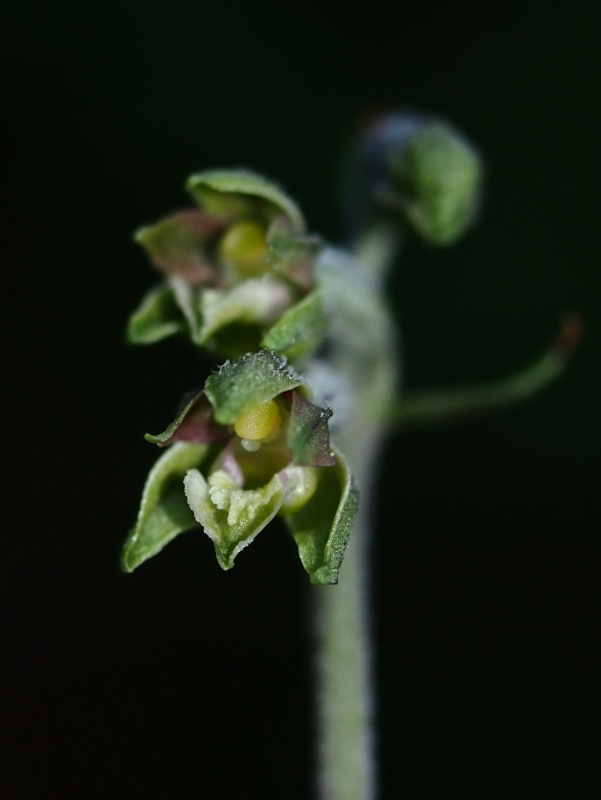 Kruštík drobnolistý (Epipactis microphylla)