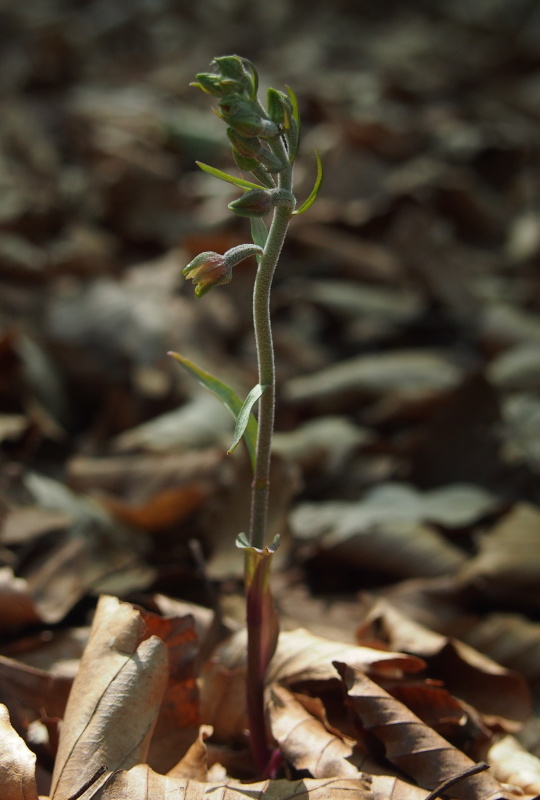 Kruštík drobnolistý (Epipactis microphylla)