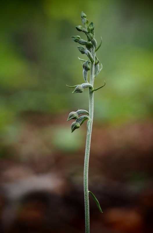 Kruštík drobnolistý (Epipactis microphylla)
