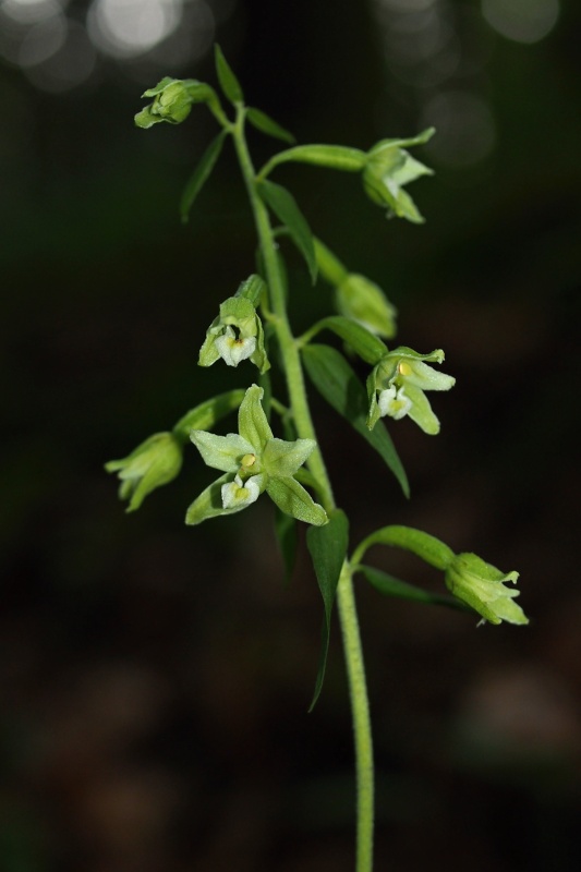 Kruštík Greuterův (Epipactis greuteri)