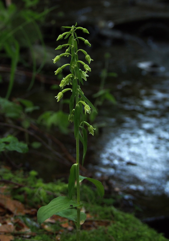 Kruštík Greuterův (Epipactis greuteri)
