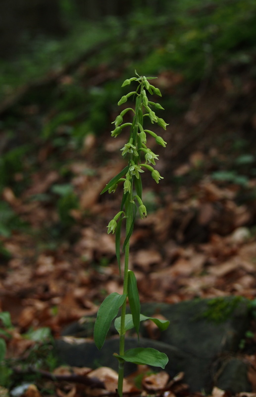 Kruštík Greuterův (Epipactis greuteri)