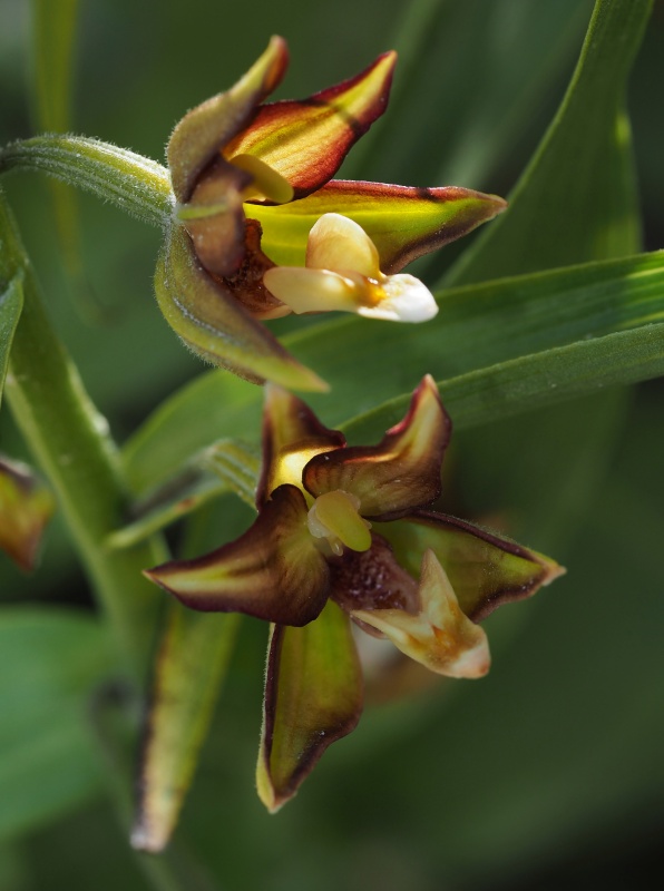 Kruštík kýchavicovitý  (Epipactis veratrifolia)