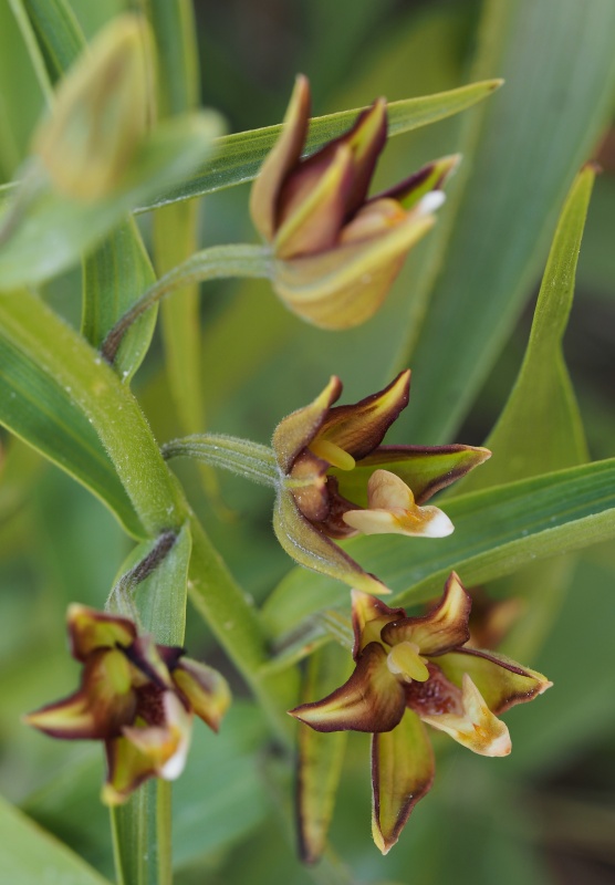 Kruštík kýchavicovitý  (Epipactis veratrifolia)