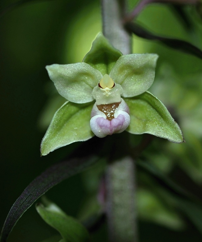 Kruštík modrofialový (Epipactic purpurata)