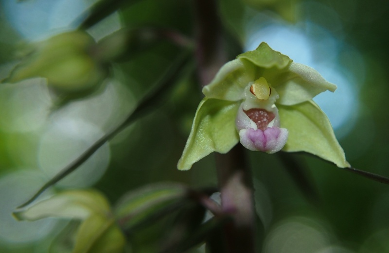 Kruštík modrofialový (Epipactic purpurata)