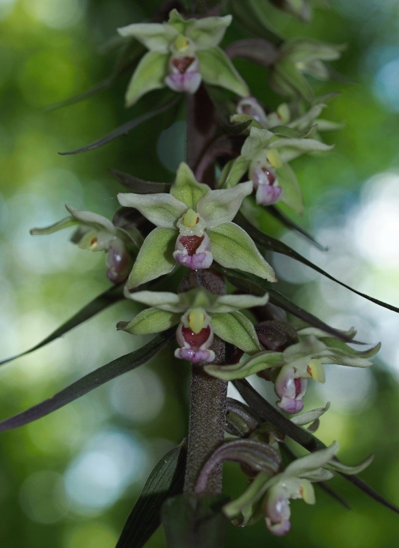 Kruštík modrofialový (Epipactic purpurata)
